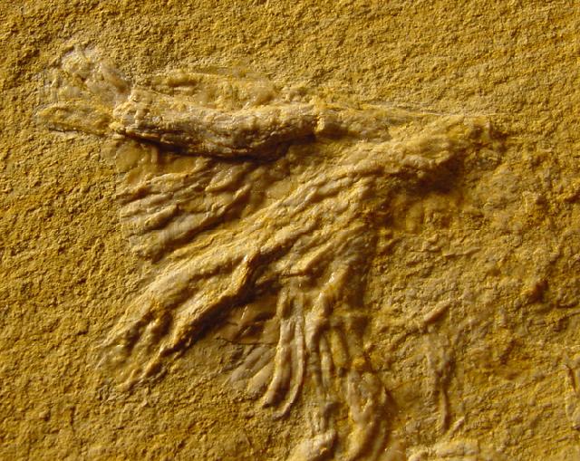 Physodoceras sp. HYATT 1900 mit Epkie (Serpeln, Cirripediern) - Bild © FossNet FossilienStore